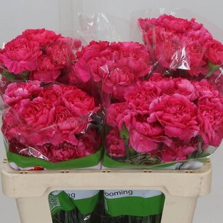 Freshy Korte Anjer “Funza Oviedo” | Kleur: Roze | Lengte ± 50 centimeter | Per 20 verse bloemen
