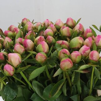 Freshy Paeonia Pioenroos L “Marty Star” | Kleur: Roze | Lengte ± 60 centimeter | Per 10 verse pioenrozen