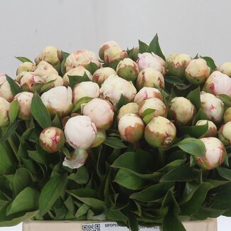 Freshy Paeonia Pioenroos L “Mary Nicholls” | Kleur: Wit | Lengte ± 40 centimeter | Per 10 verse pioenrozen
