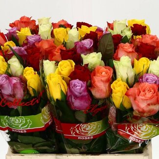 Freshy Boeket Rozen | Kleur: Gemengde Kleuren | Lengte ± 40 centimeter | 20 rozen per bos | Per bos