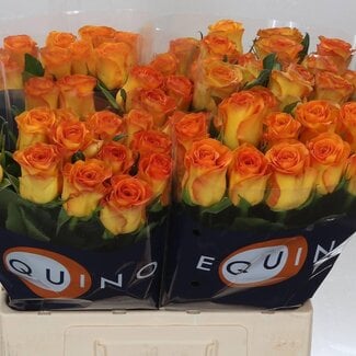 Freshy Rozen “Trinidad” | Kleur: Oranje | Lengte ± 60 centimeter | Per 10 rozen