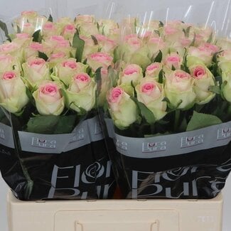 Freshy Rozen “Fashion Girl” | Kleur: Roze | Lengte ± 60 centimeter | Per 10 rozen