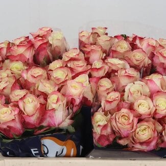 Freshy Rozen “Marosa” | Kleur: Wit Rood | Lengte ± 50 centimeter | Per 20 rozen