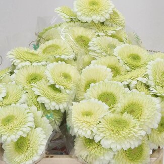 Freshy Germini Pomponi Aqua “Kermit” | Farbe: Grün | Länge ± 50 Zentimeter | Pro 20 frische Blumen