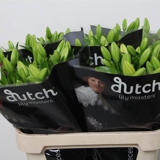 Freshy Lilie Longiflorum x Asiatische Lilie Aqua “Nashville” 3 Blüten | Farbe: Gelb | Länge ± 80 centimeter | Pro 20 Stiele frische Blumen