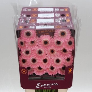 Freshy Gerbera Großblumig Aqua “Mi Dixon” | Farbe: Rosa | Länge ± 45 centimeter | Pro 20 frische Blumen