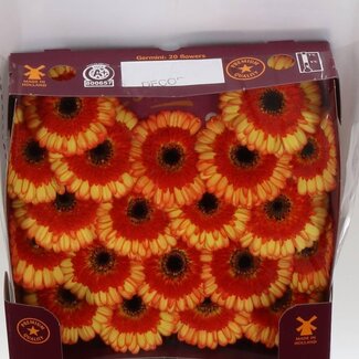 Freshy Gerbera Großblütig Aqua “Decora” | Farbe: Orange | Länge ± 45 centimeter | Pro 20 frische Blumen