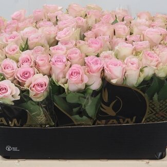 Freshy Rosen “Bisou” | Farbe: Rosa | Länge ± 60 centimeter | Pro 10 Rosen