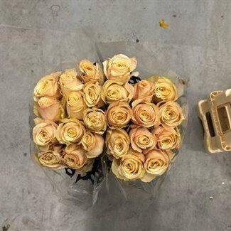 Freshy Großblütige Rose “Bashful” | Farbe: Gelb | Länge ± 60 centimeter | Herkunft Ecuador | Pro 20 frische Rosen