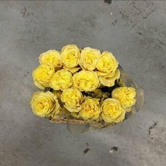 Freshy Großblütige Rose “Cream Enigma” | Farbe: Gelb | Länge ± 60 centimeter | Herkunft Ecuador | Pro 20 frische Rosen