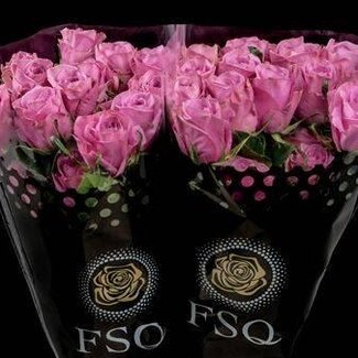 Freshy Großblütige Rose “Scandall” | Farbe: Rosa | Länge ± 60 centimeter | Herkunft Ecuador | Pro 20 frische Rosen