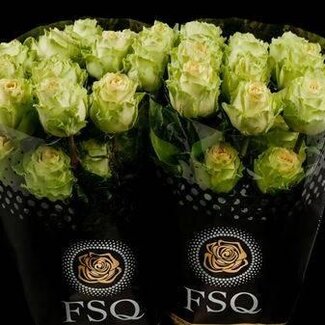 Freshy Großblütige Rose “Green Antique” | Farbe: Grün | Länge ± 40 centimeter | Herkunft Ecuador | Pro 25 frische Rosen