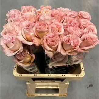 Freshy Großblütige Rose “Powder Puff” | Farbe: Rosa | Länge ± 60 centimeter | Herkunft Ecuador | Pro 20 frische Rosen