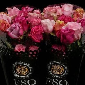 Freshy Großblütige Rose "Seasons Pink Mix" | Farbe: Gemischte Farben | Länge ± 40 centimeter | Herkunft Ecuador | Pro 20 frische Rosen