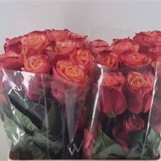 Freshy Rosen “Bogart” Größe LL | Farbe: Rosa | Länge ± 60 centimeter | Pro 25 Rosen