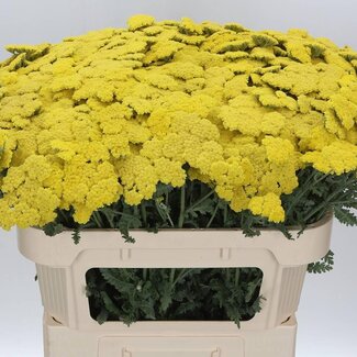 Freshy Achillea Moonshine