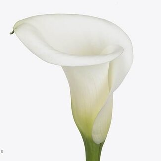 Freshy Zantedeschia Calla “Ivory Art” | Colour: White | Length ± 65 centimetre | Per 10 fresh flowers
