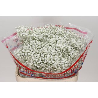 Freshy Gypsophila Paniculata Baby's breath “Xlence” | Colour: White | Length ± 80 centimeter | Per 25 stems fresh flowers