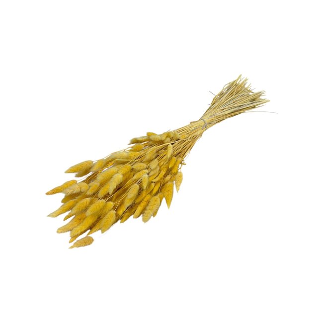 Gedroogde Hazenstaartjes | Kleur: Geel | Lagurus Droogbloemen | Lengte ± 70 centimeter | Gewicht 100 gram | Per bos