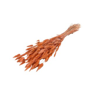 Casa Alegria Gedroogde Hazenstaartjes | Kleur: Perzikkleurig | Lagurus Droogbloemen | Lengte ± 70 centimeter | Gewicht 100 gram | Per bos