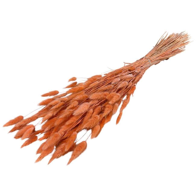 Getrocknete Hasenschwänzchen | Farbe: Pfirsichfarben | Lagurus Trockenblumen | Länge ± 70 centimeter | Gewicht 100 gram | Pro Bund
