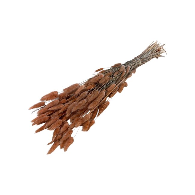 Gedroogde Hazenstaartjes | Kleur: Lichtoranje | Lagurus Droogbloemen | Lengte ± 70 centimeter | Gewicht 100 gram | Per bos