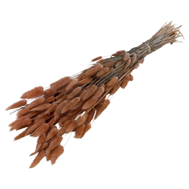 Getrocknete Hasenschwänzchen | Farbe: Hellorange | Lagurus Trockenblumen | Länge ± 70 centimeter | Gewicht 100 gram | Pro Bund
