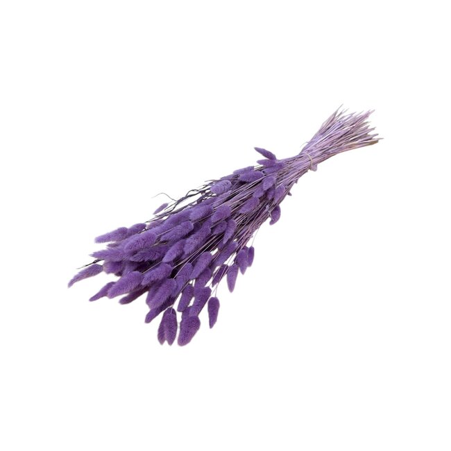 Gedroogde Hazenstaartjes | Kleur: Milkapaars | Lagurus Droogbloemen | Lengte ± 70 centimeter | Gewicht 100 gram | Per bos