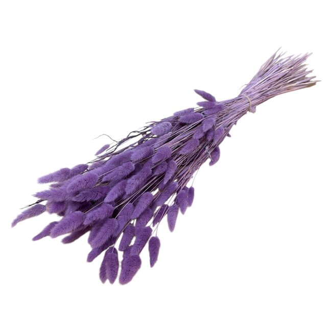 Dried Bunny Tails | Colour: Milka purple | Lagurus Dried Flowers | Length ± 70 centimeter | Weight 100 gram | Per bunch