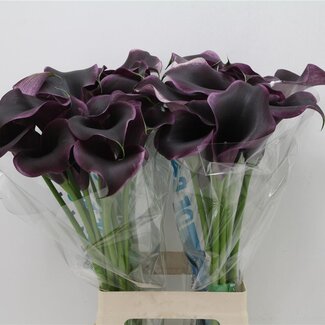 Freshy Zantedeschia Calla “Captain Carrera” | Farbe: Schwarz | Länge ± 70 centimeter | Pro 10 frische Blumen