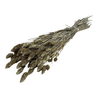 Casa Alegria Getrocknete Phalaris | Farbe: goldfarben | Kanariengras Trockenblumen | Länge ± 75 centimeter | Gewicht 150 gram | Pro Bund