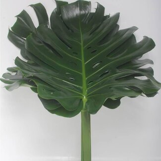 Freshy Monstera Lochpflanze “Impatiens” | Farbe: Grün | Durchmesser 45 centimeter | Länge ± 80 centimeter | Pro 10 frische Stiele