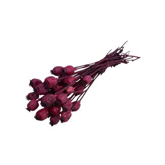 Casa Alegria Getrocknete Schlafkapsel | Farbe: Rot | Papaver Somniferum Trockenblumen | Länge ± 60 centimeter | Gewicht 100 gram | Pro Bund