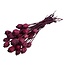 Dried Sleepball | Colour: Red | Papaver Somniferum Dried Flowers | Length ± 60 centimetre | Weight 100 gram | Per bunch