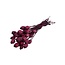 Gedroogde Slaapbol | Kleur: Rood | Papaver Somniferum Droogbloemen | Lengte ± 60 centimeter | Gewicht 100 gram | Per bos