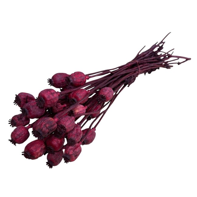Dried Sleepball | Colour: Red | Papaver Somniferum Dried Flowers | Length ± 60 centimetre | Weight 100 gram | Per bunch
