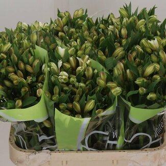 Freshy Alstroemeria “Cygne blanc” | Couleur: Blanc | Longueur ± 75 centimètre | Par 10 tiges de fleurs fraîches