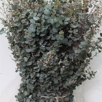Freshy Eucalyptus Gunnii | Farbe: Grün | Länge ± 80 centimeter | Gewicht 300 gram | Pro 5 Bündel