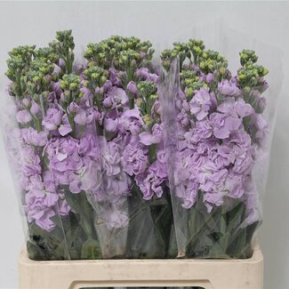 Freshy Violier “Iron Marine” | Farbe: Fliederlila | Länge ± 65 centimeter | Pro 10 Stiele frische Blumen