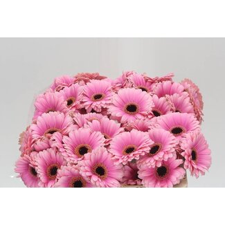 Freshy Germini Aqua “Esmee” | Farbe: Rosa | Länge ± 50 centimeter | Pro 20 frische Blumen