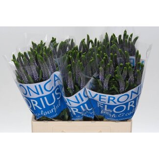 Freshy Veronica Speedwell “Smart June” | Colour: Blue | Length ± 60 centimetre | Per 25 stems fresh flowers