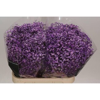 Freshy Gypsophila Baby's breath “Cassis“ Colour-treated | Colour: Purple | Length ± 80 centimetre | Per 25 stems fresh flowers
