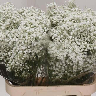 Freshy Gypsophila Paniculata Baby's breath “Overtime” | Colour: White | Length ± 80 centimetre | Origin Ecuador | Per 25 stems fresh flowers