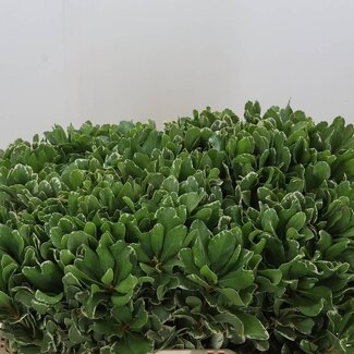 Freshy Pittosporum Tobira “Ilan” | Colour: Green | Length ± 55 centimetre | Per 50 stems