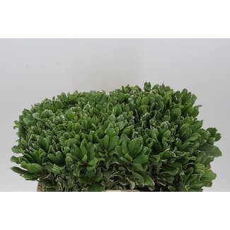 Freshy Pittosporum Tobira “Ilan” | Farbe: Grün | Länge ± 55 centimeter | Pro 50 Zweige