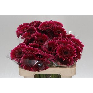 Freshy Germini Aqua “Sandero” | Couleur: Rouge | Longueur ± 50 centimeter | Par 20 fleurs fraîches