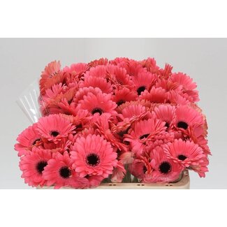 Freshy Germini Aqua “Vidal” | Kleur: Roze | Lengte ± 50 centimeter | Per 20 verse bloemen