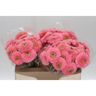 Freshy Gerbera Pomponi Aqua “Piggy” | Farbe: Rosa | Länge ± 50 centimeter | Pro 20 frische Blumen