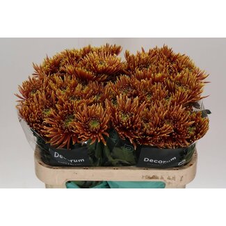 Freshy Deco Chrysanthemum Mum “Saffina Dark” | Colour: Brown | Length ± 70 centimeter | Per 10 fresh flowers