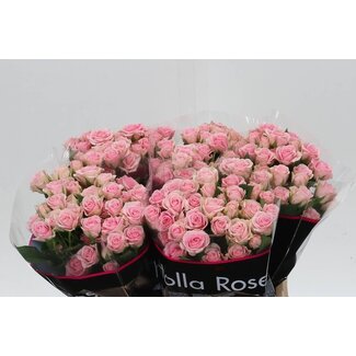 Freshy Dutch spray rose “Severina” | Colour: Pink | Length ± 40 centimetre | Per 20 fresh roses